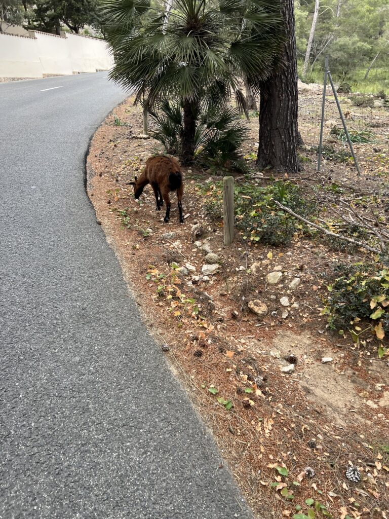 Ziege auf einer Straße während einer Fahrradtour auf Mallorca
